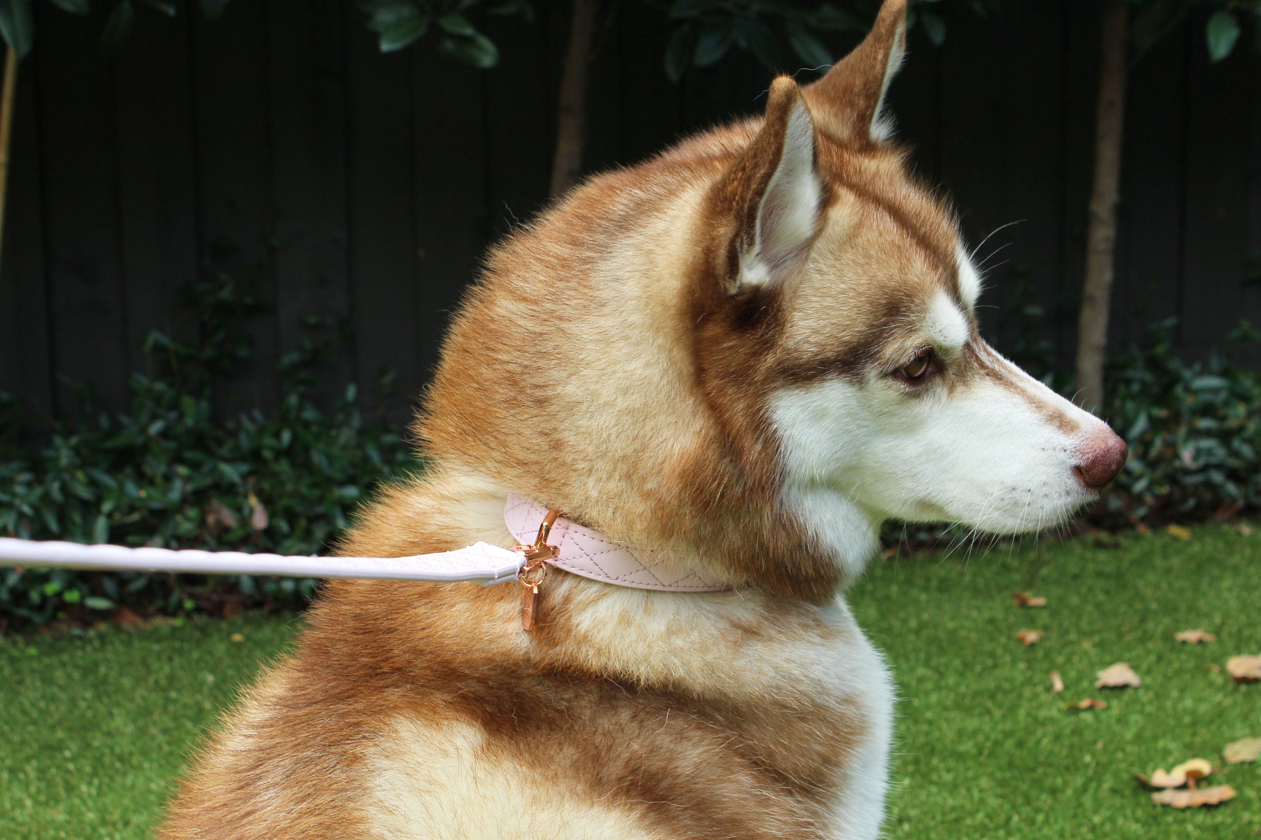 Buy Pet Collars Harnesses Online Lux Pets