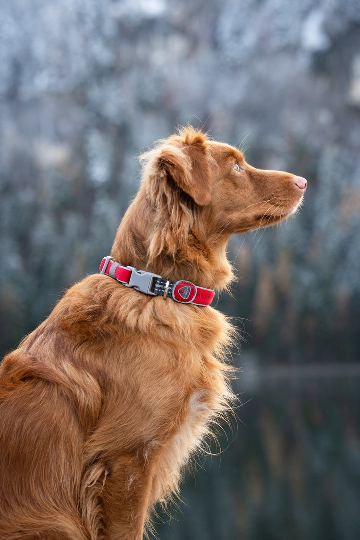 Coralpina Cinquetorri Dog Collar - Red