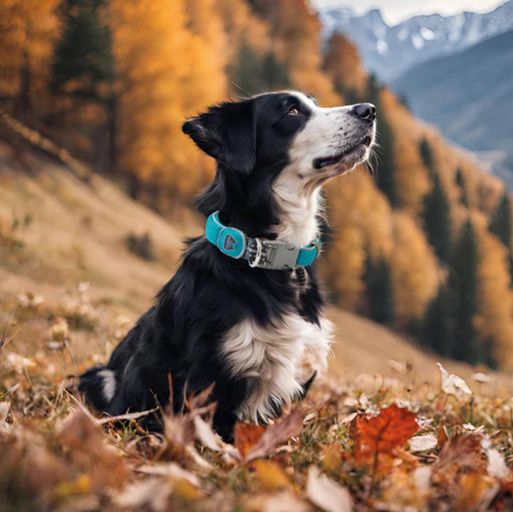 Coralpina Cinquetorri Dog Collar - Turquoise