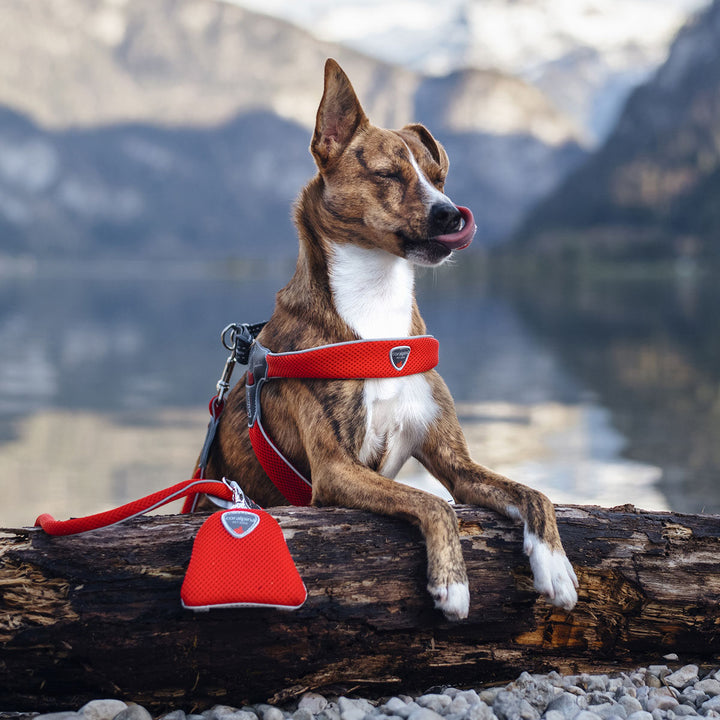 DOG HARNESS - THE CINQUETORRI RED