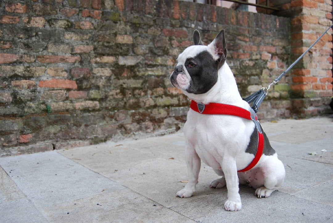 DOG HARNESS - THE CINQUETORRI RED