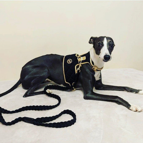 Louis Vuitton Dog Harness -  Australia