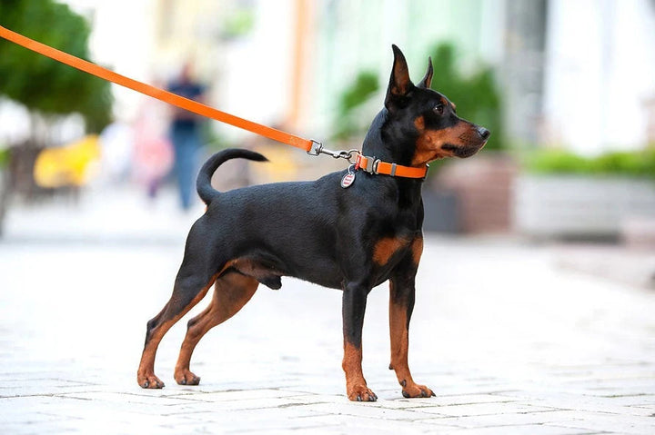 Waudog Waterproof Collar with QR Passport - Orange