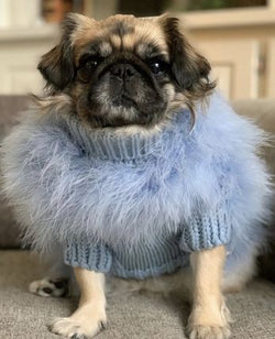 Christian Cowan x Maxbone Designer Dog Jumper - Blue